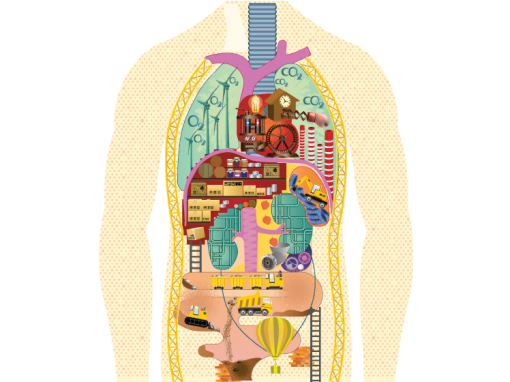 Anatomy / Physiology