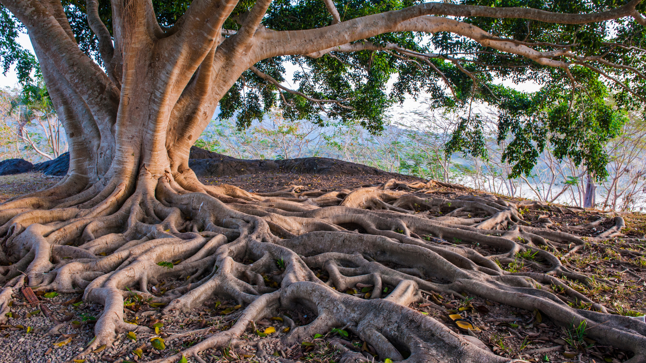 Vital Roots