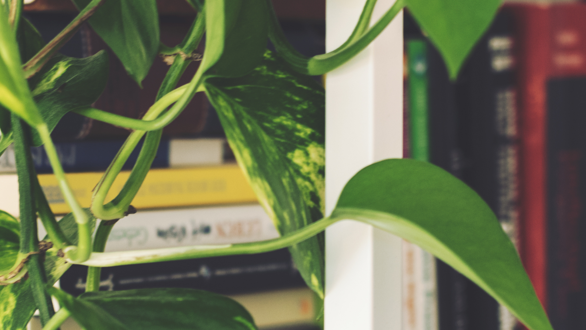 200hr YTT 1920x1080_Plant